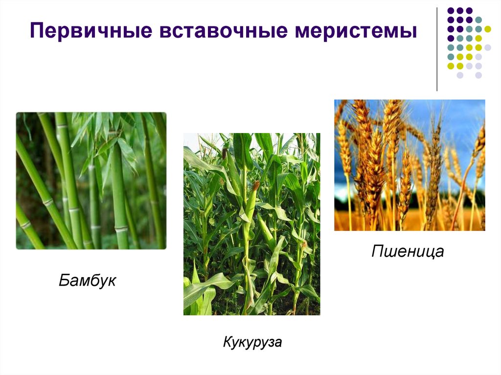 Для каких растений характерен вставочный рост побега. Вставочный рост злаковых растений. Образовательные ткани кукурузы. Вставочная меристема у бамбука. Вставочная ткань у злаковых.