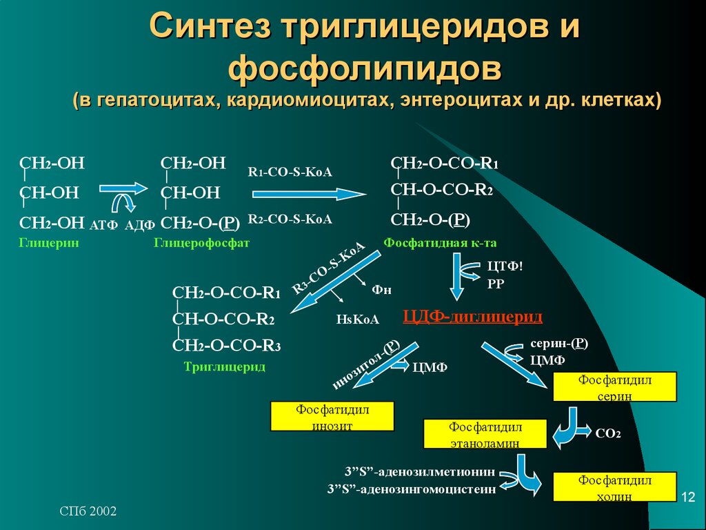 Схему синтеза триглицеридов и фосфатидов