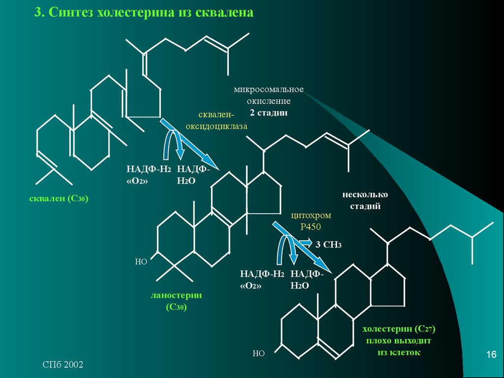 Синтез нескольких. Сквален Синтез холестерина. Биосинтез холестерина из сквалена. Биосинтез холестерина сквален ланостерин. Цитохром р 450 Синтез холестерола.