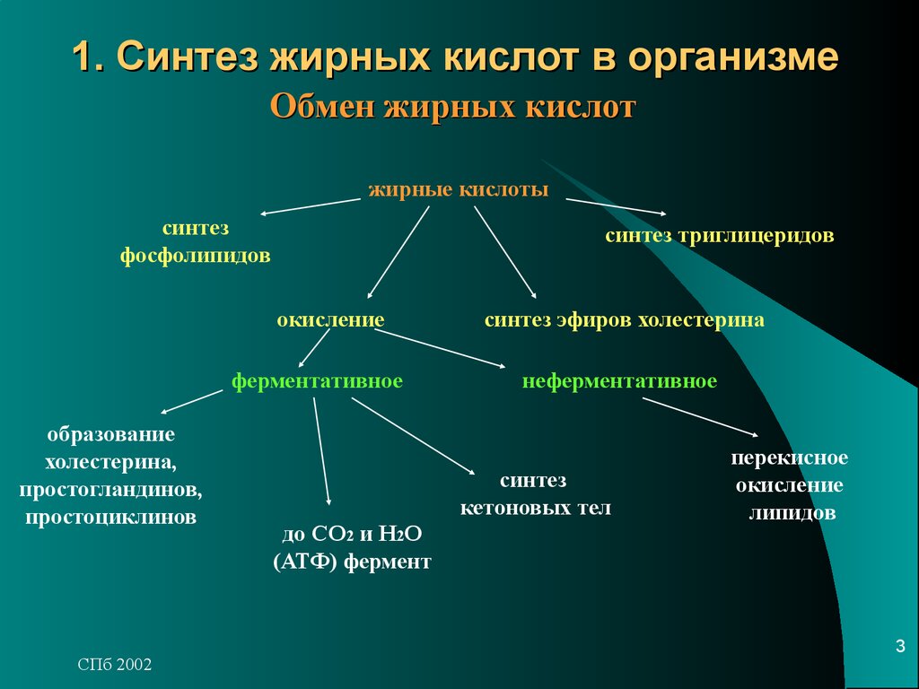 Синтез в организме. Жирные кислоты в организме человека. Жирные кислоты синтезируются в организме. Синтез липидов в организме. Синтез липидов из жирных кислот.