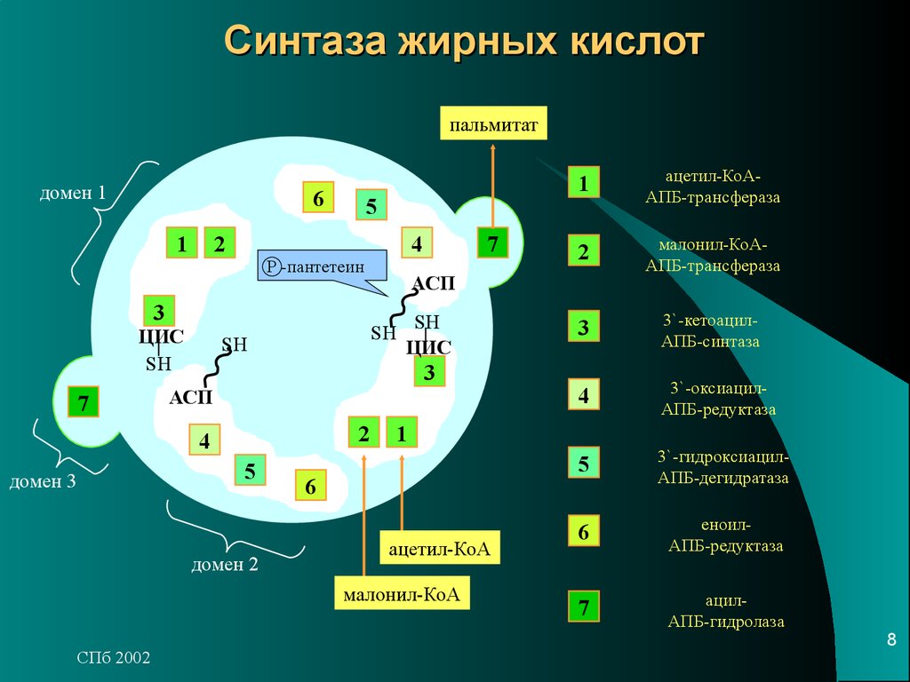 Система толстого. Мультиферментный комплекс синтетазы жирных кислот. Строение мультиферментного комплекса синтазы жирных кислот. Строение синтазы жирных кислот. Строение полиферментного комплекса синтазы жирных кислот.