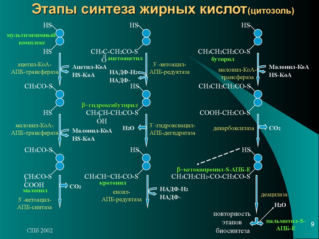 Основной синтез. Синтез высших жирных кислот реакции. Биосинтез жирных кислот реакции. Биосинтез жирных кислот схема. Этапы синтеза жирных кислот.