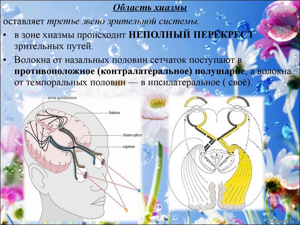 Зрительная система презентация