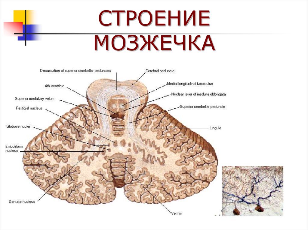 Ядра мозжечка схема