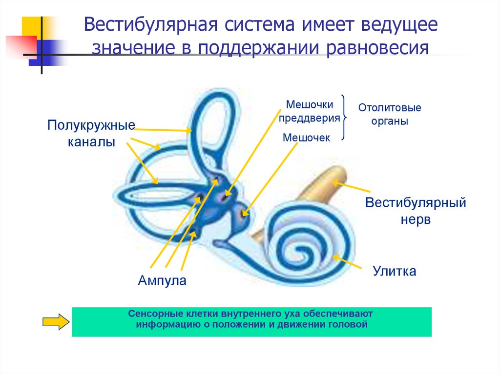 Вестибулярный анализатор рисунок