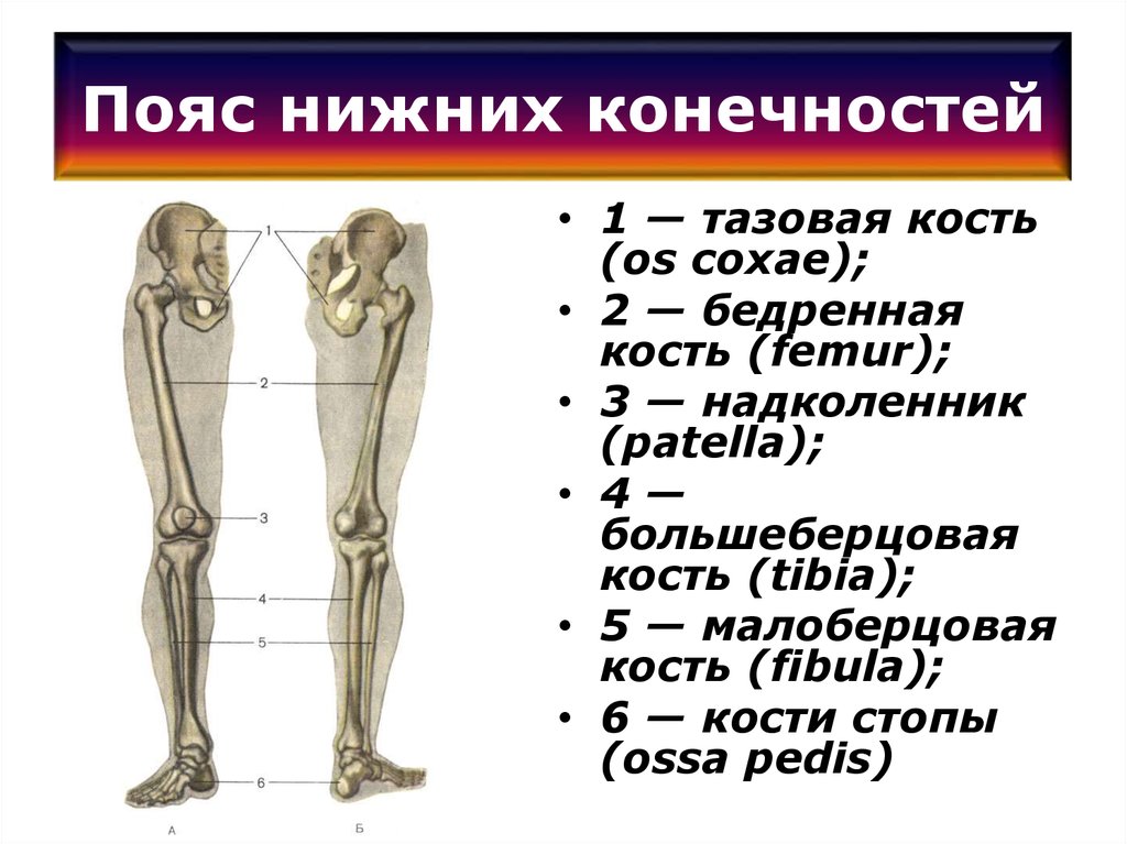 Бедренная отдел скелета. Кости пояса нижних конечностей человека. Какие кости входят в пояс нижних конечностей человека. К костям пояса нижних конечностей относятся кости. К костям пояса нижней конечности относят.