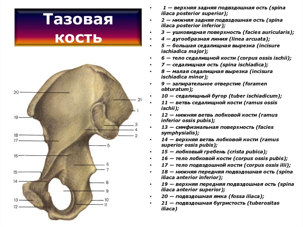 1 подвздошная кость. Анатомические структуры тазовой кости. Тазовая кость вид изнутри строение. Анатомическое строение тазовой кости. Строение таза подвздошная кость.