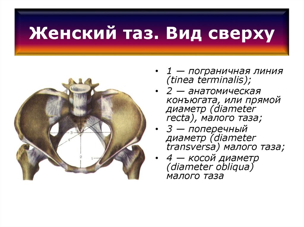 Функции малого таза. Пограничная линия таза анатомия. Пограничная линия малого таза. Пограничная линия таза (linea terminalis) образована:. Анатомия малый таз кости.