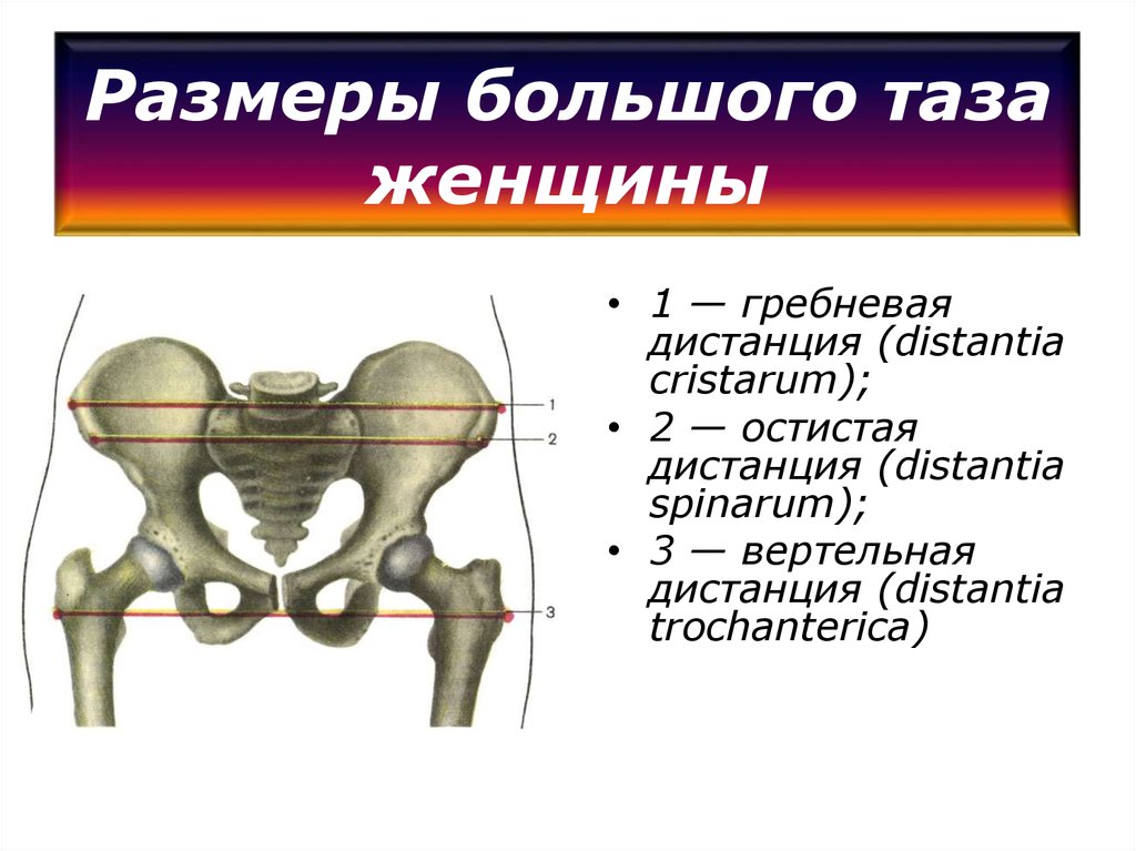 Кости таза женщины фото