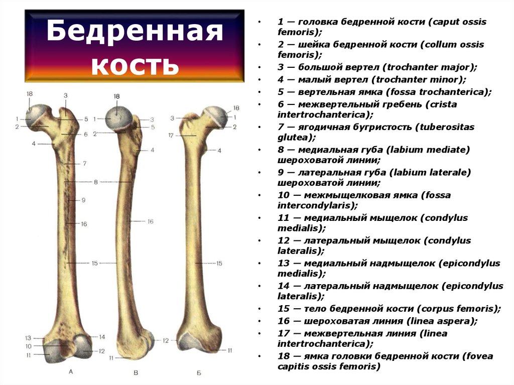 Бедренная кость тип соединения костей. Межвертельный гребень бедренной кости. Бедро строение анатомия кости. Бедренная кость анатомия строение.