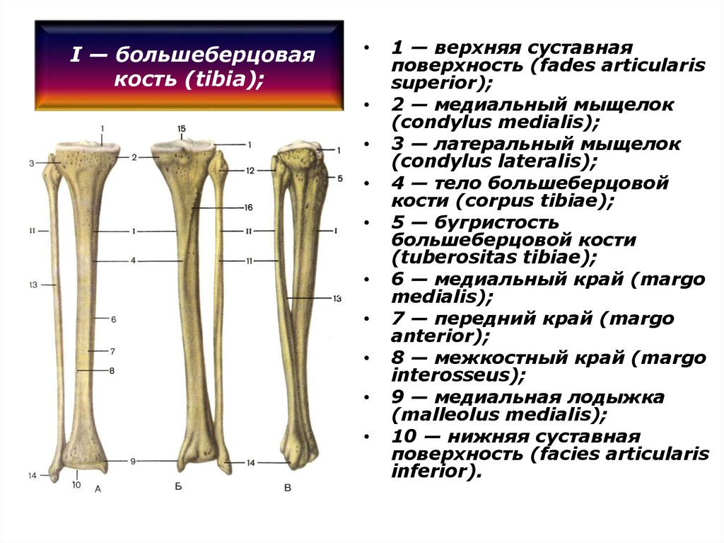 Мыщелок большой берцовой. Анатомические образования большеберцовой кости. Большая берцовая кость строение. Большая берцовая кость анатомия строение. Большая берцовая кость анатомия человека.