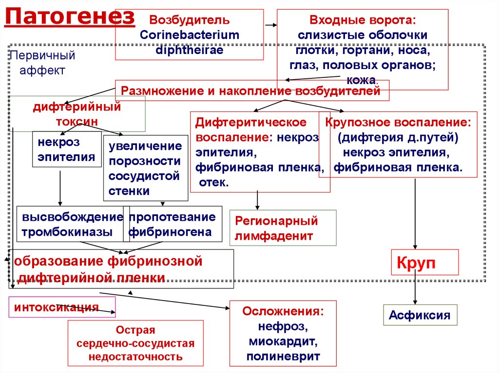 Патогенез профилактика. Патогенез дифтерии схема. Патогенез дифтерии. Механизм развития дифтерии. Патогенез при дифтерии.