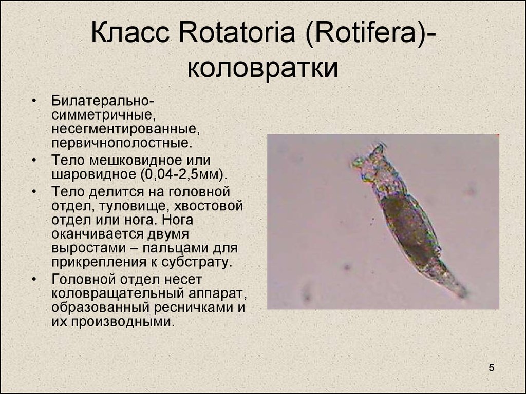 Описание коловратки. Коловратки круглые черви. Коловратки rotatoria(Rotifera). Коловратка ротифера. Коловратки Тип Rotifera.