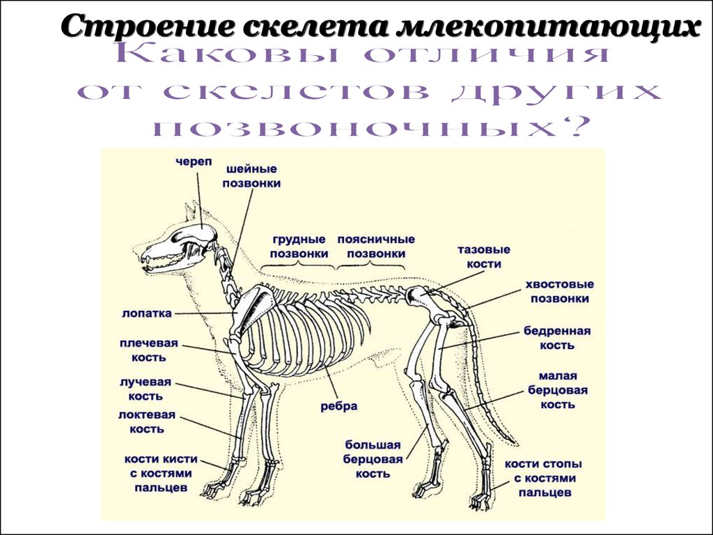 Внутреннее строение млекопитающих кратко. Скелет млекопитающих схема биология 7 класс. Описание скелета млекопитающих. Скелет млекопитающего 8 класс биология.