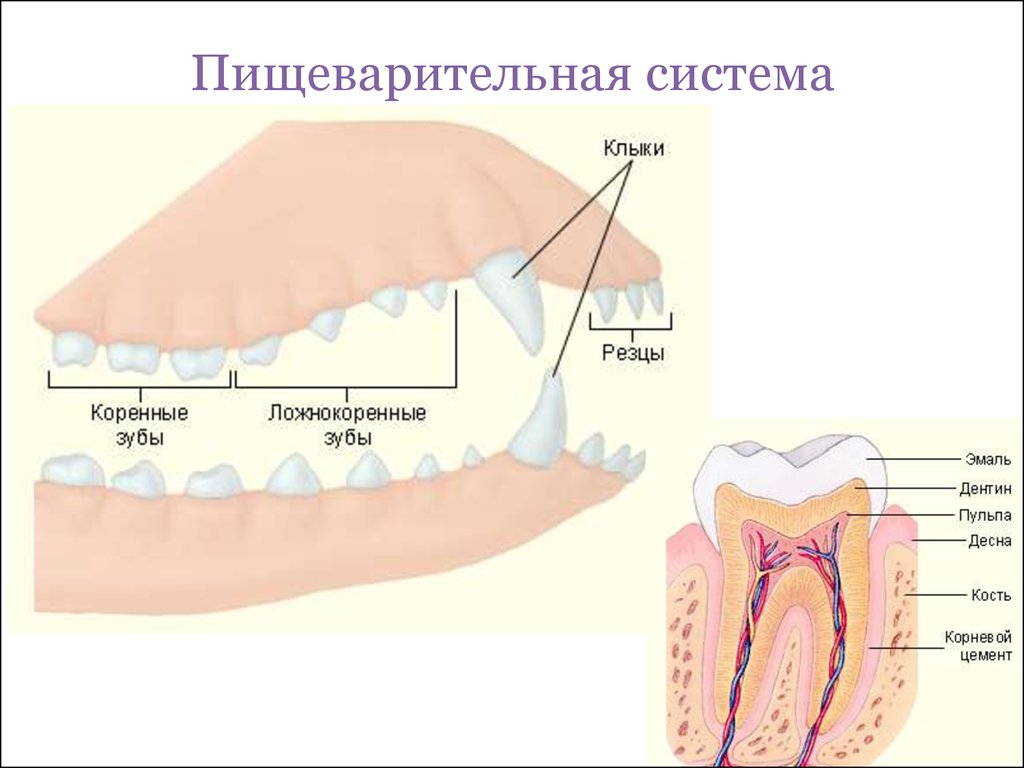 Какие части имеют зубы у млекопитающих