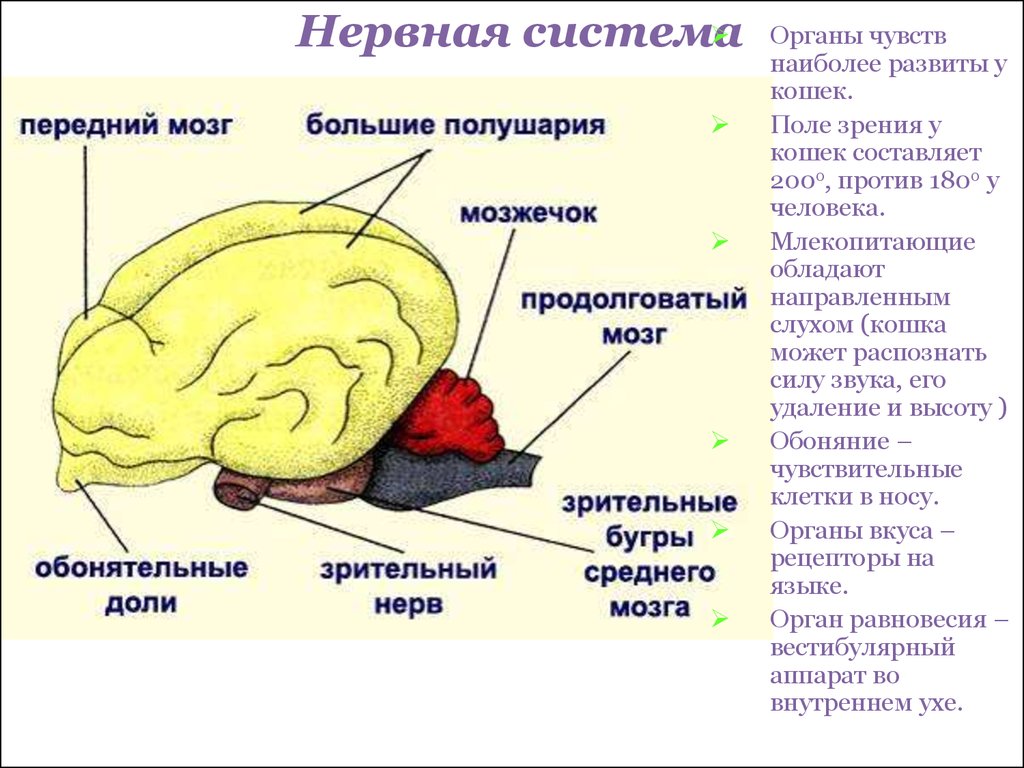 Функция головного мозга животных. Отделы головного мозга млекопитающих схема. Строение головного мозга млекопитающих. Строение отделов головного мозга млекопитающих. Нервная система и головной мозг млекопитающего схема.