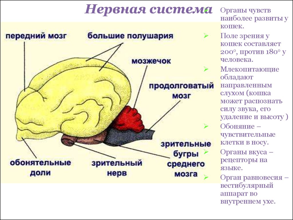 Нервная система и органы чувств. Отделы головного мозга млекопитающих схема. Строение головного мозга млекопитающих. Мозг млекопитающих схема. Структуры головного мозга млекопитающих.