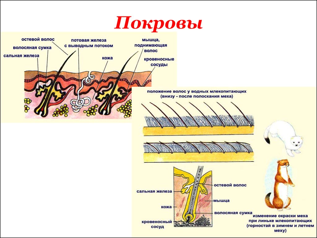 Покровы тела у животных. Покровы кожи млекопитающих. Структуры покровов тела млекопитающих. Строение кожного Покрова млекопитающих. Строение волосяного Покрова у млекопитающих.