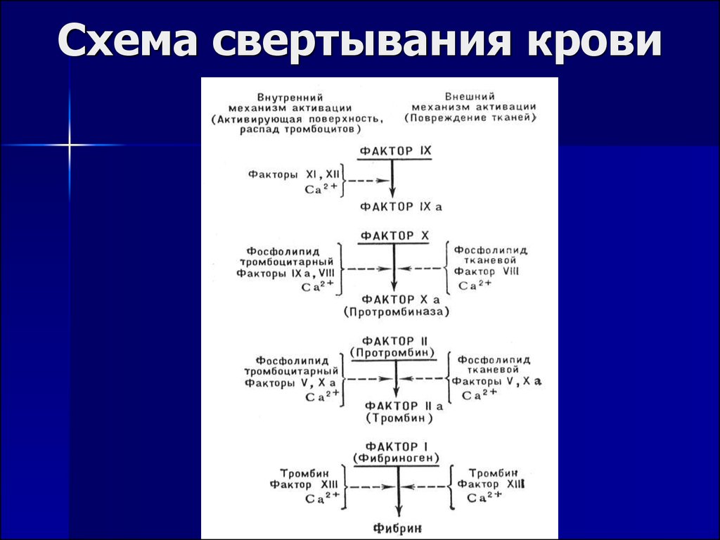 Этапы свертывания крови схема