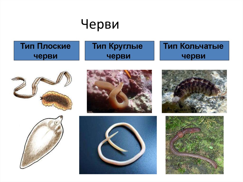 Примеры группы червей. Кольчатые черви и плоские черви. Типы плоские черви круглые черви кольчатые черви. Тип плоские черви Тип круглые черви Тип кольчатые черви. 3 Типа червей.