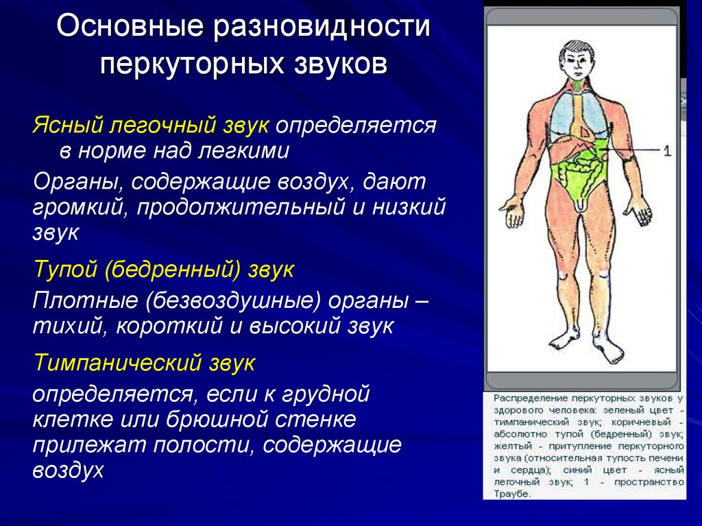 Ясный легочный перкуторный звук