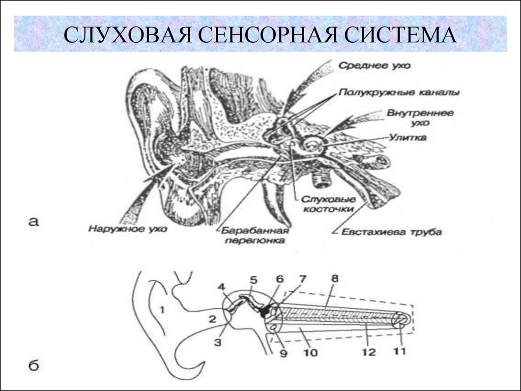 Система слуха. Сенсорная система слухового анализатора. Схема строения слуховой сенсорной системы. Структура слуховой сенсорной системы. Сенсорная система уха человека.