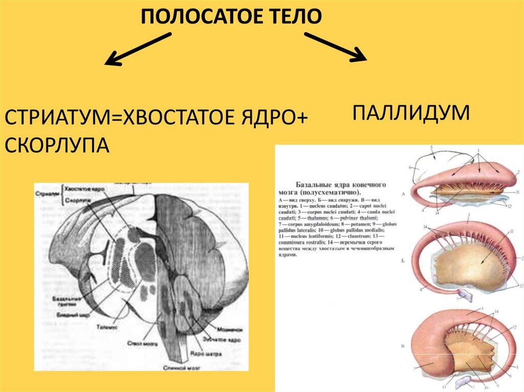 Полосатое тело. Полосатое тело функции. Стриатум и паллидум. Стриатум мозга строение. Стриатум полосатое тело.