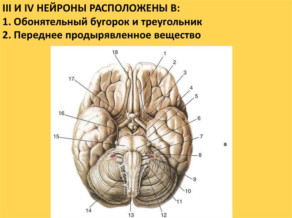 Обонятельный мозг презентация