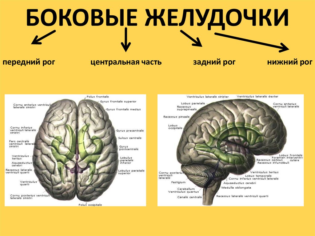 Боковые рога мозга. Стенки боковых желудочков конечного мозга. Нижний Рог бокового желудочка. Задний Рог левого бокового желудочка мозга. Латеральная стенка переднего рога бокового желудочка образована:.