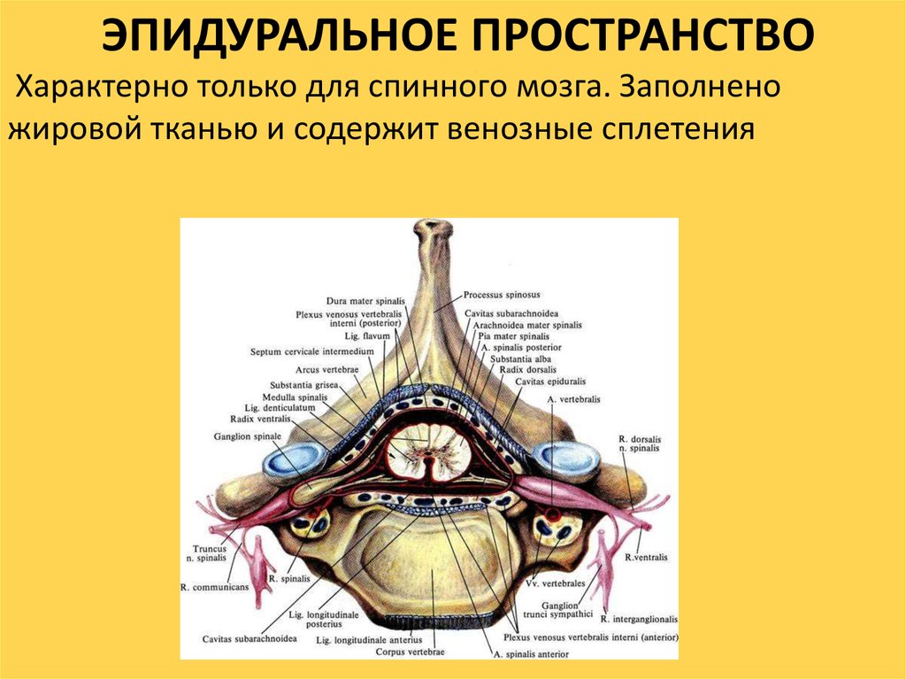 Пространство содержит. Эпидуральное пространство спинного мозга. Эпидуральное пространство расположено между. Перидуральное пространство анатомия. Строение спинного мозга эпидуральное пространство.