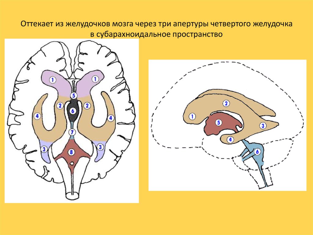 4 желудочек рисунок. IV желудочек головного мозга. Отверстия 4 желудочка головного мозга. Третий и четвертый желудочки мозга. Четвертый желудочек мозга образован.