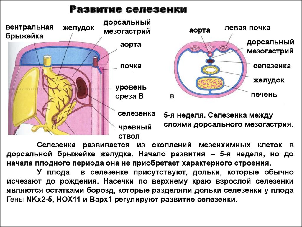 Долька селезенки. Формирование селезенки. Добавочная долька селезенки. Источник развития селезенки.