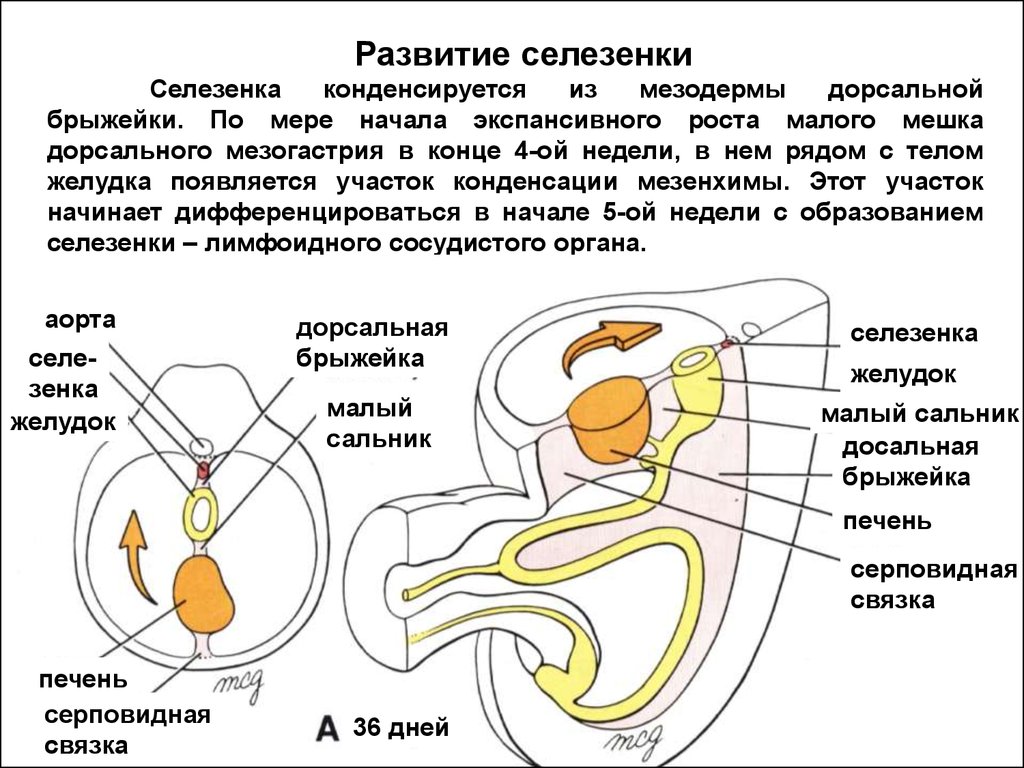 Органы развивающиеся. Развитие селезенки в эмбриогенезе. Источник развития селезенки. Развитие селезенки гистология. Источник развития селезенки гистология.