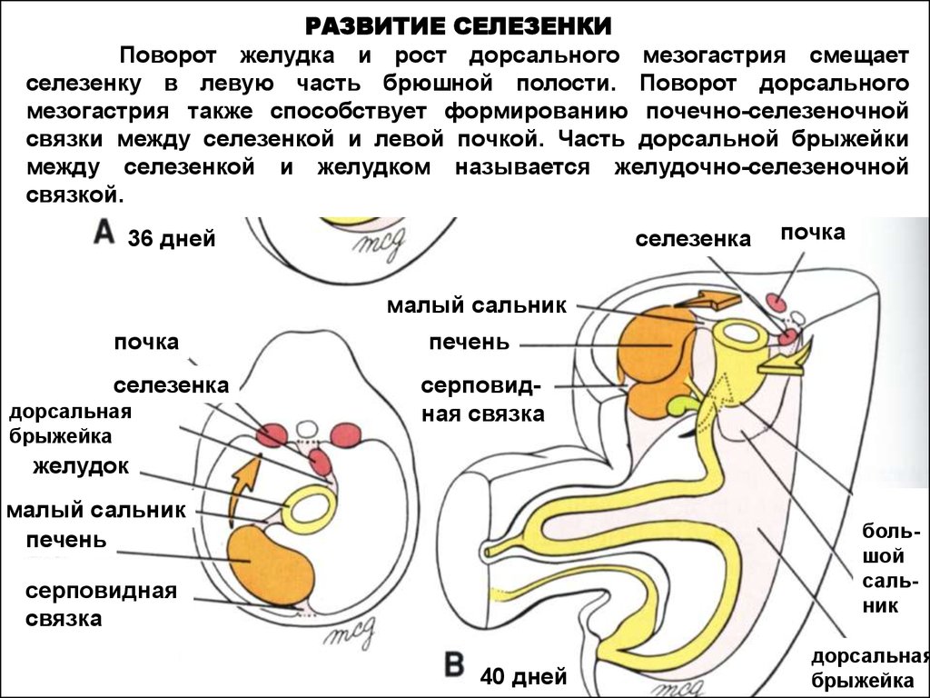 Mesogastrium