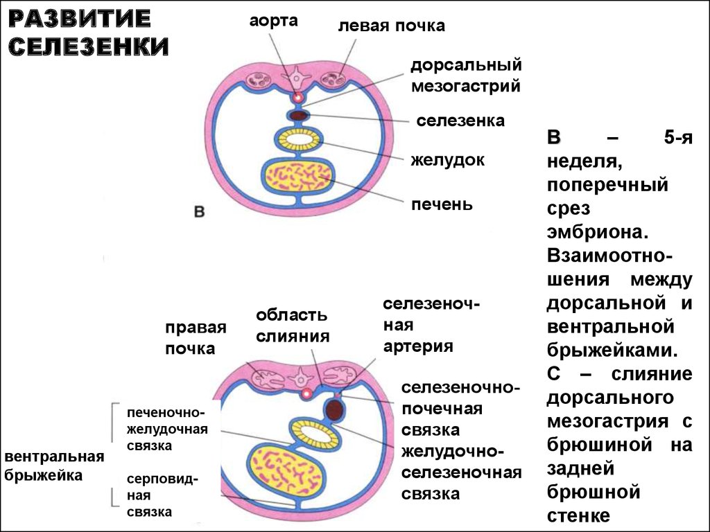 Формирование органов человека. Эмбриональное развитие селезенки. Развитие селезенки гистология. Онтогенез селезенки. Источник развития селезенки.