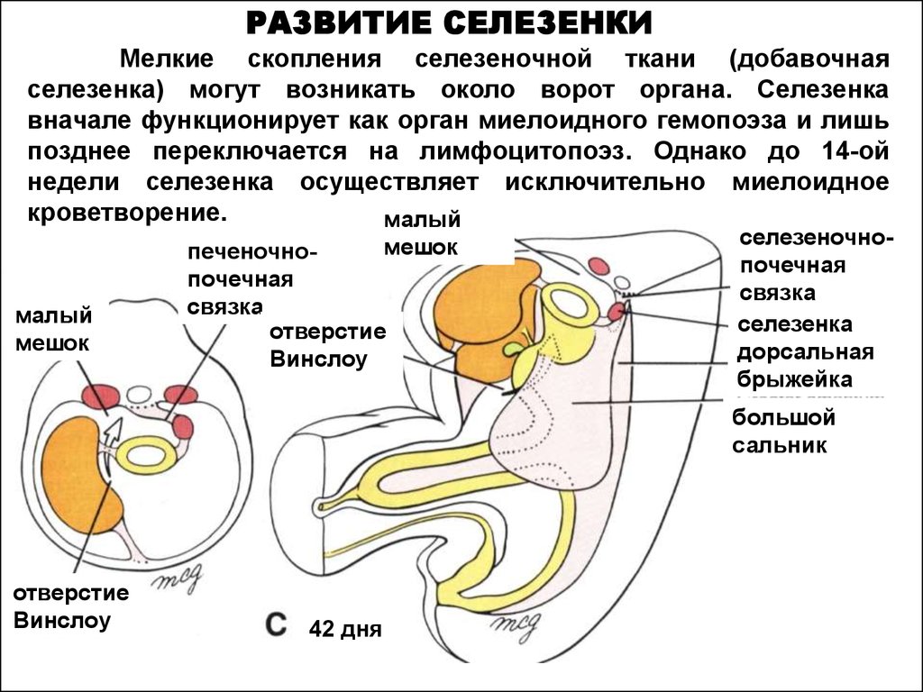 Развитие органа. Развитие селезенки. Связки селезенки анатомия. Источник развития селезенки.