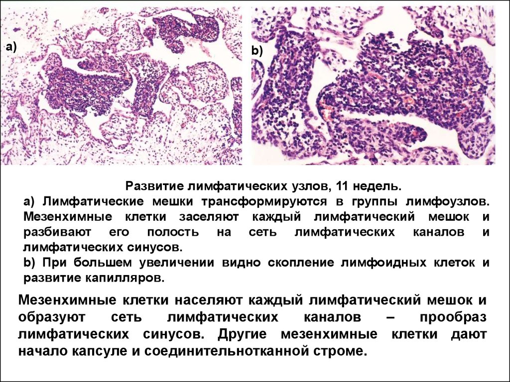 Иммунная система гистология презентация