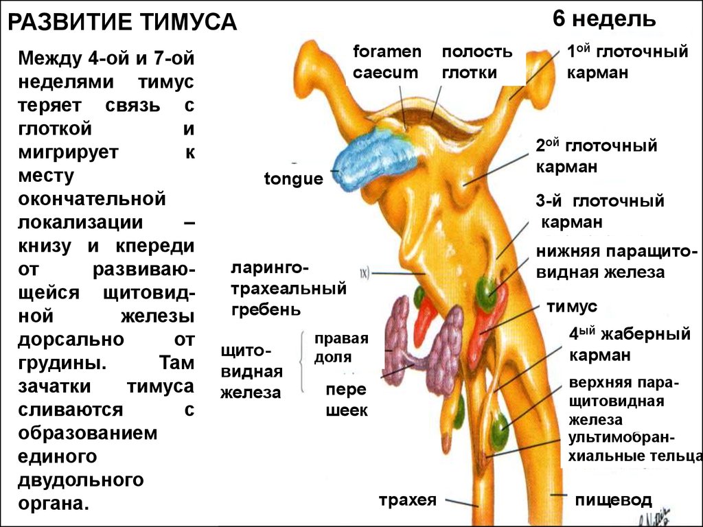 Органы развивающиеся. Развитие тимуса схема. Тимус и щитовидная железа. Источник развития тимуса гистология.