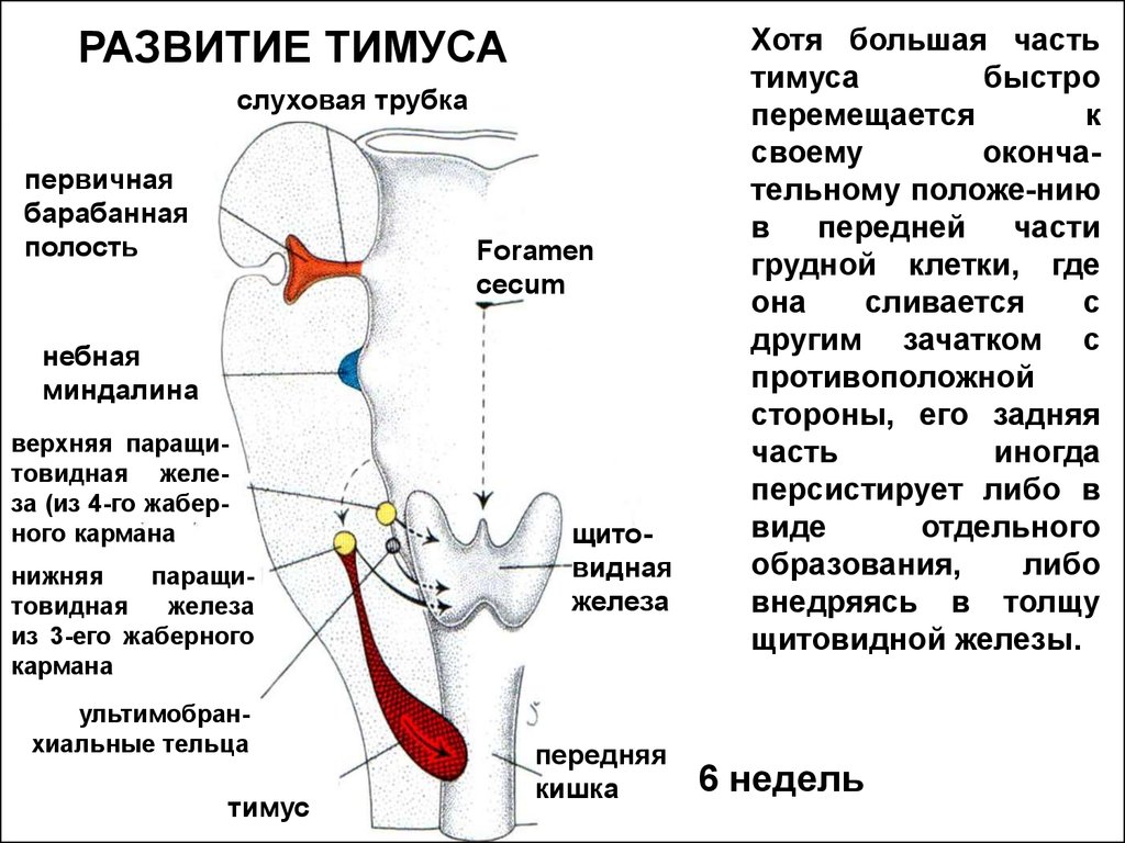 Тимус источник развития общий план строения функция