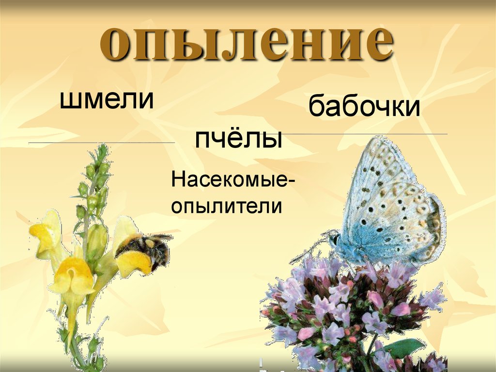 Опыление насекомыми презентация