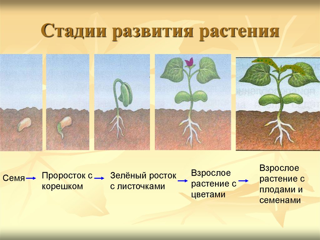 Как определить растение по картинке