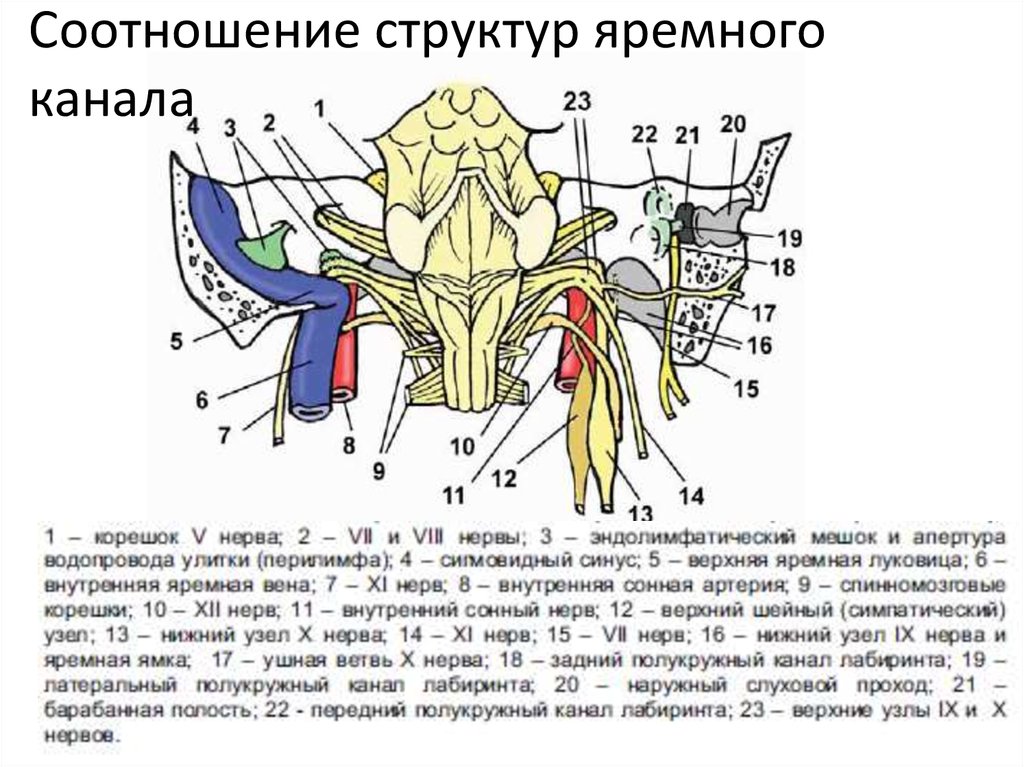 Соотнесите структуры. Яремное отверстие нервы. Через яремное отверстие. Передние и задние отделы яремного отверстия. Сосуды и нервы яремного отверстия.