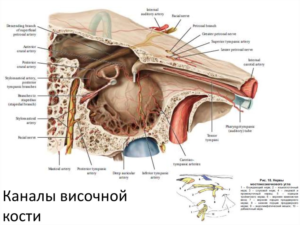 Височные каналы. Сонно барабанный каналец. Канальцы височной кости анатомия. Барабанный канал височной кости.