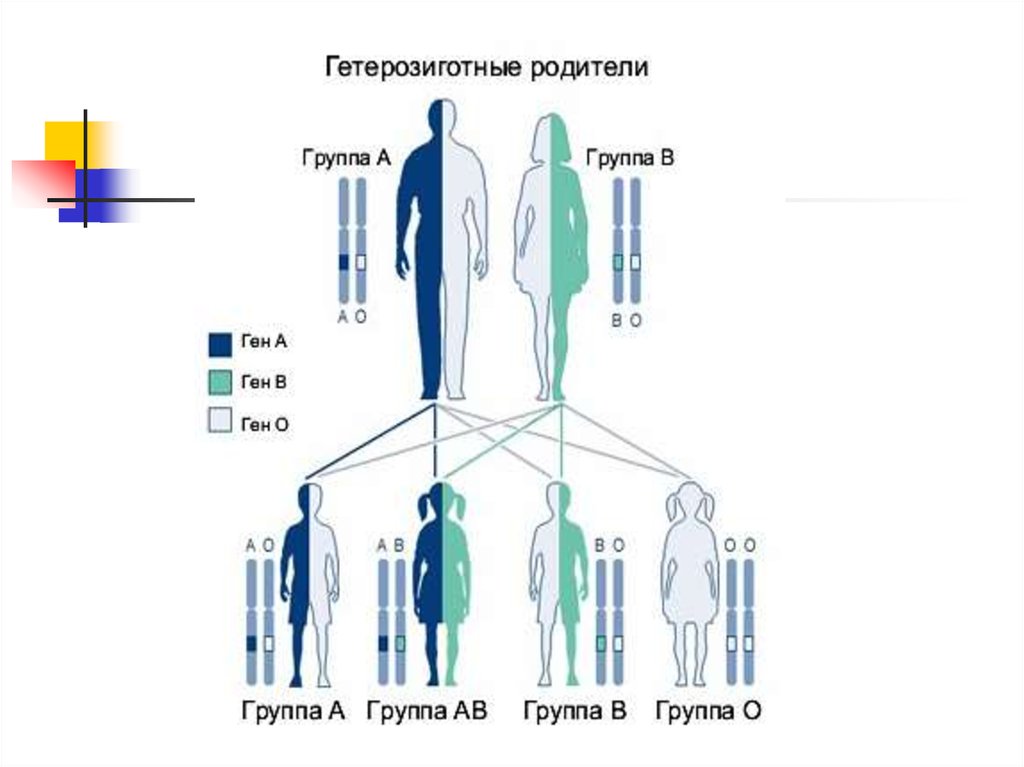 Группа гена. Гетерозиготный организм это. Гетерозиготные родители. Гетерозиготные гены. Гетерозиготный Тип наследования.