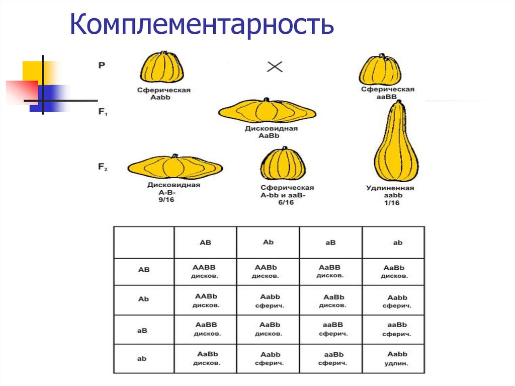 Комплементарный это. Генетические схемы комплементарности. Комплементарность форма тыквы. Наследование формы плода у тыквы. Комплементарность в генетике схема.