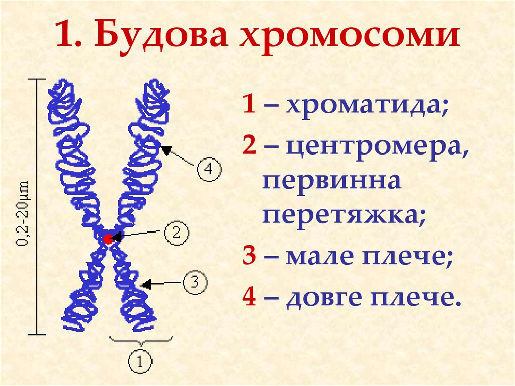 Хроматид в ядре. Схема строения хромосомы. Схема хромосом и хроматид. Строение и состав хромосомы. Схематическое строение хромосомы.