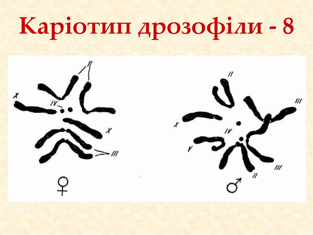 Число хромосом дрозофилы. Кариотип дрозофилы. Кариотип мушки дрозофилы. Кариотип мухи дрозофилы. Рисунок кариотип дрозофилы.