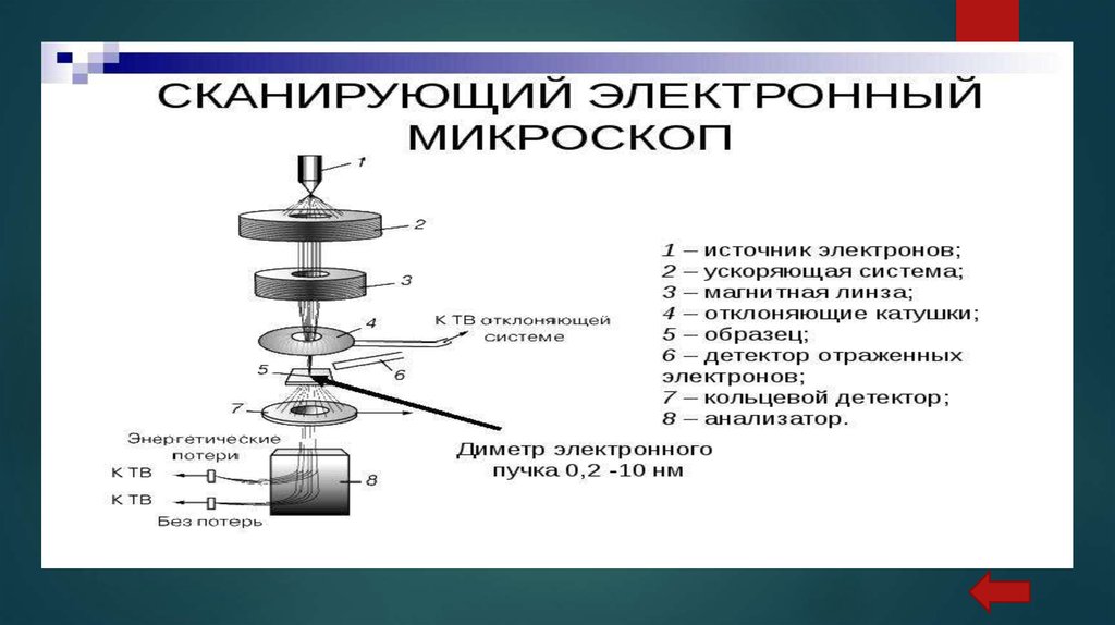 30 в электронной микроскопии для увеличения изображения используют