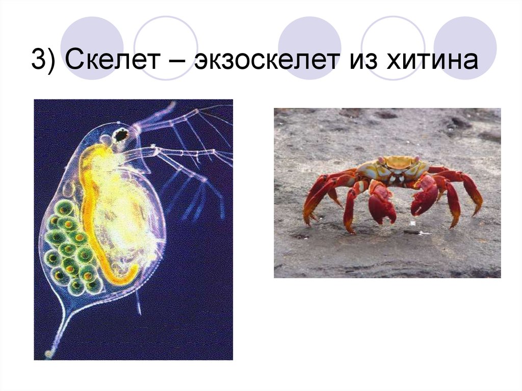 Трахеи у членистоногих