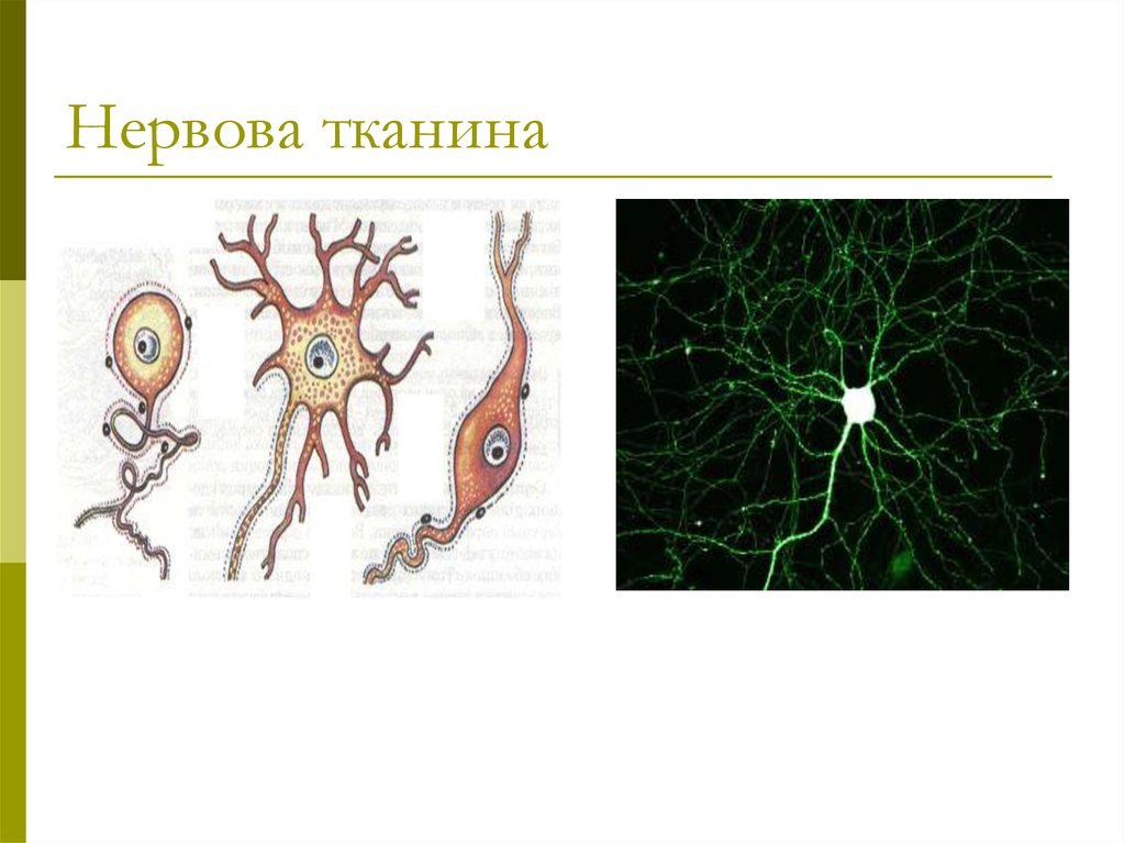 Нервова тканина